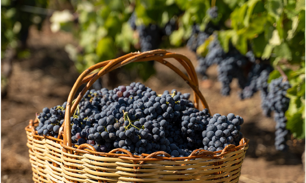 dark grapes
